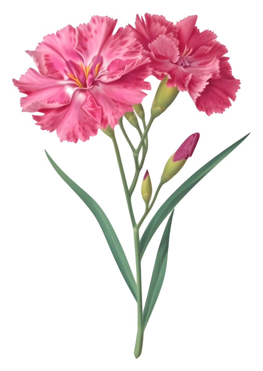 Two pink carnation