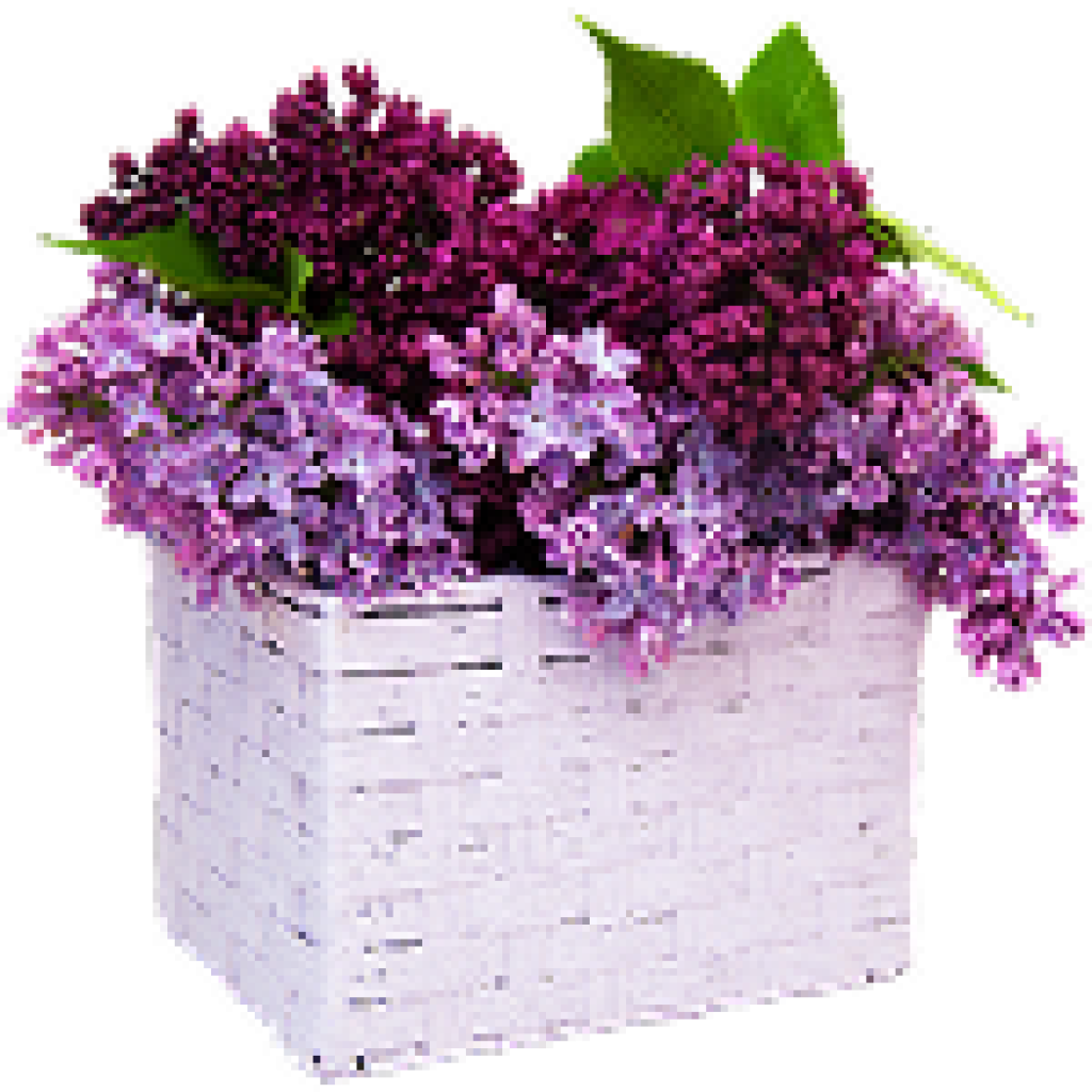 Basket of Lilacs