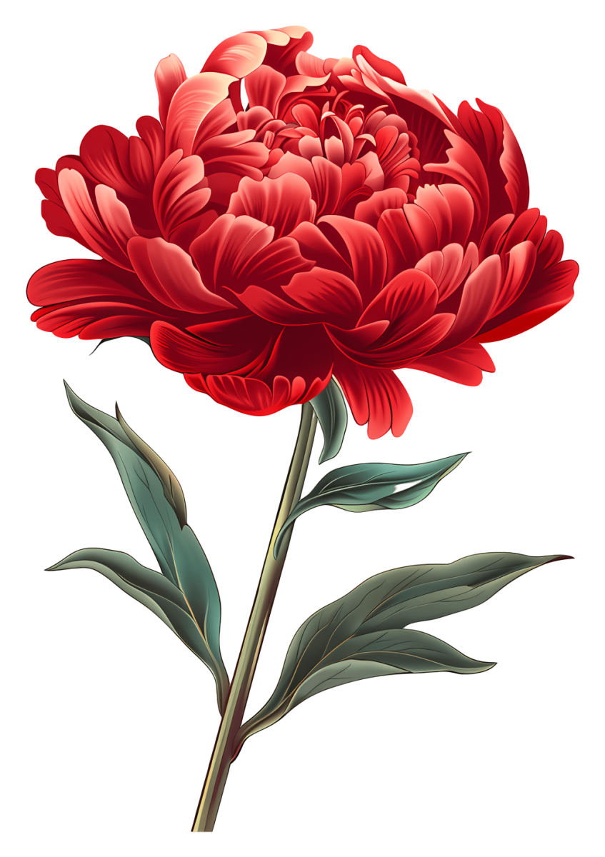 Peonies