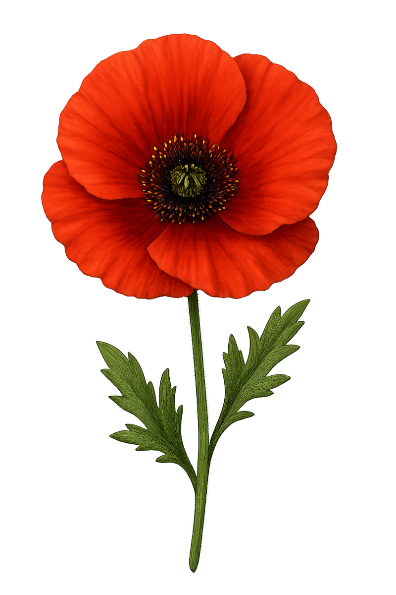 Poppy