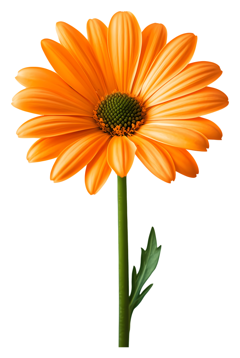 Orange daisy